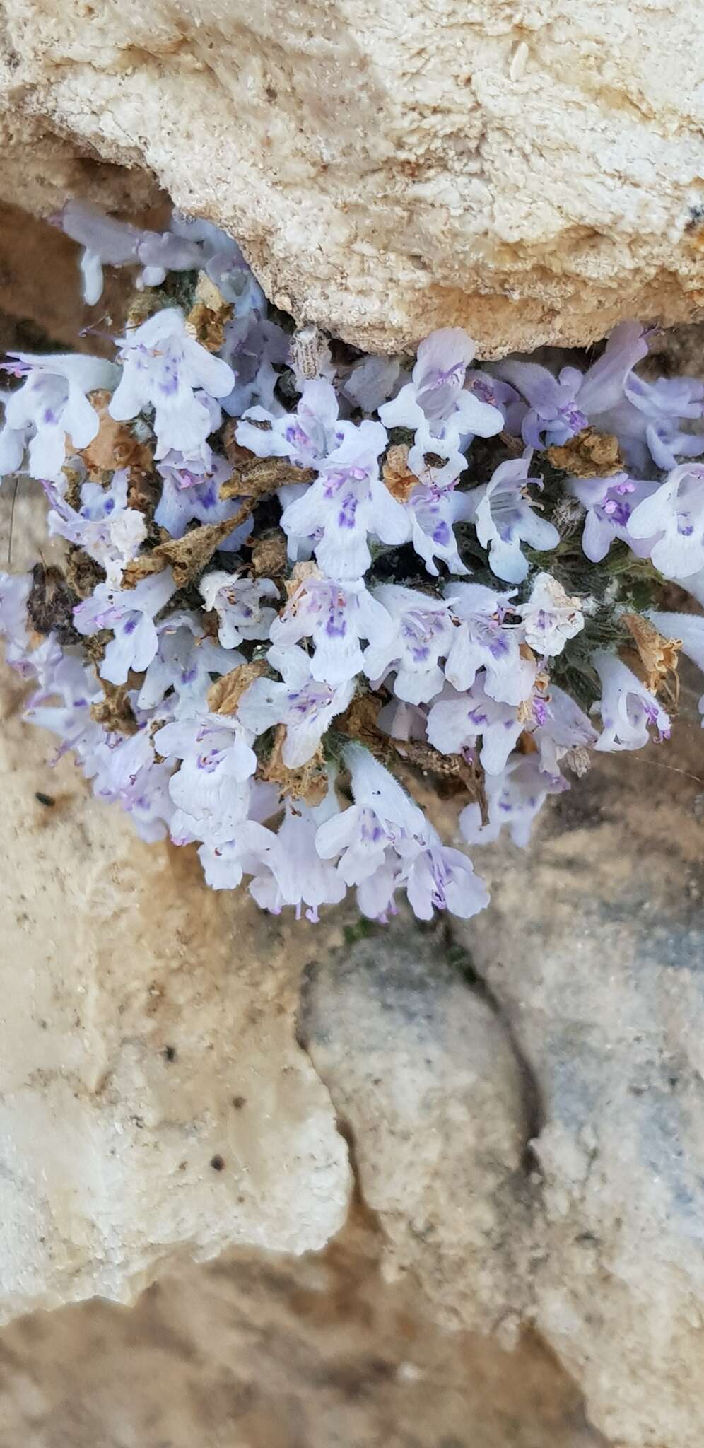 Sivun Clinopodium serpyllifolium subsp. fruticosum (L.) Bräuchler kuva