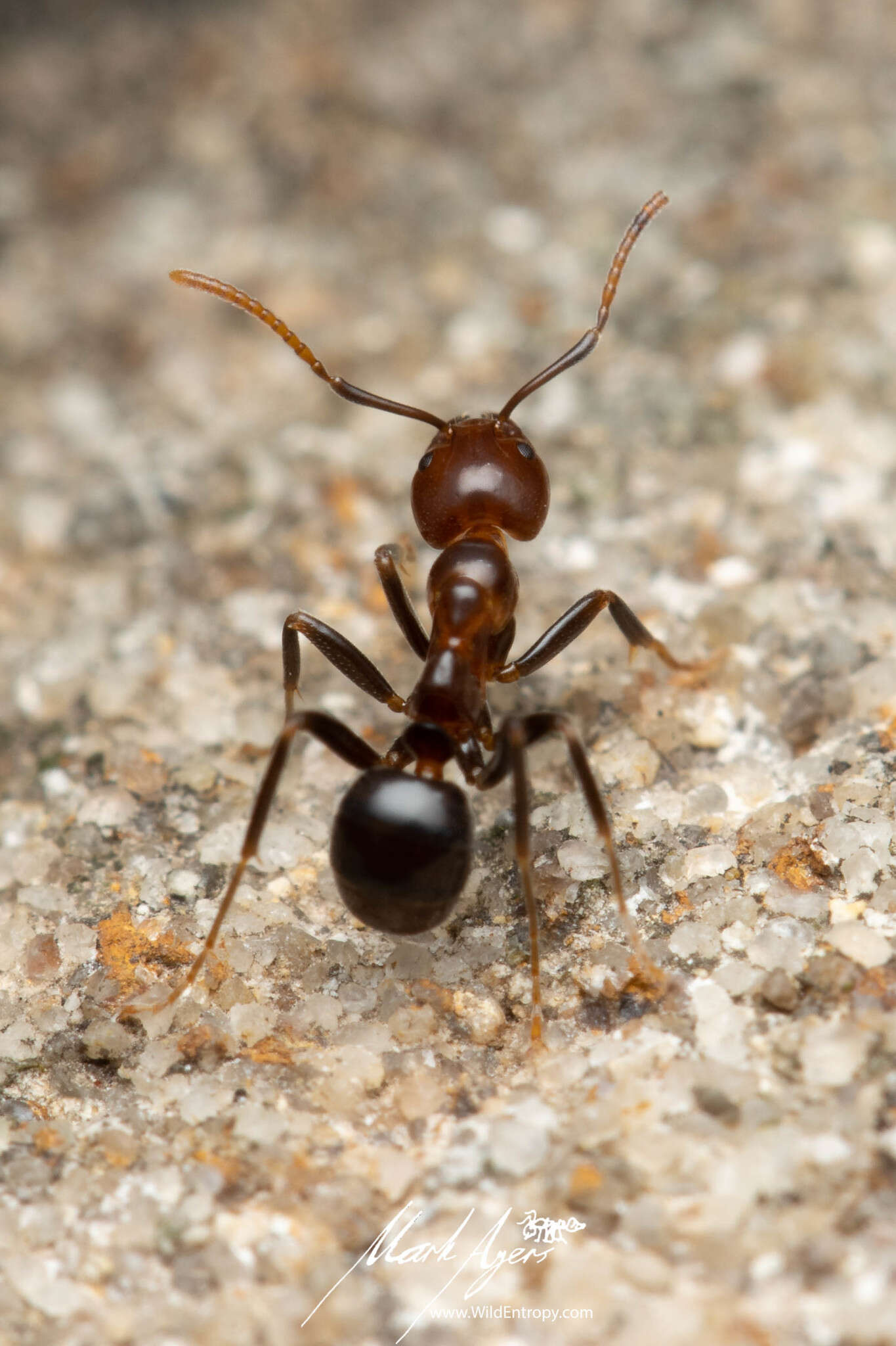 Image of Papyrius nitidus (Mayr 1862)