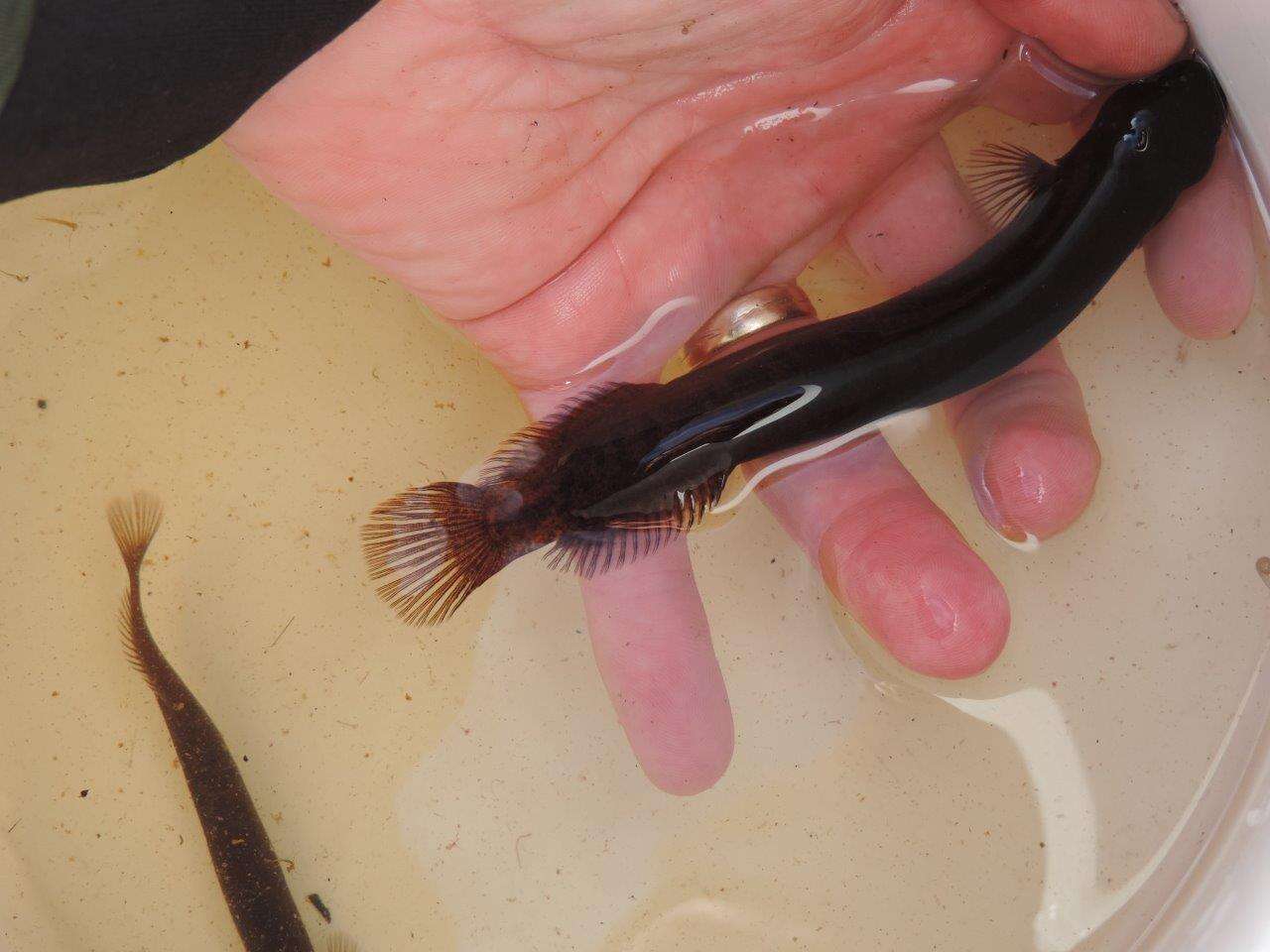 Image of Brown Mudfish