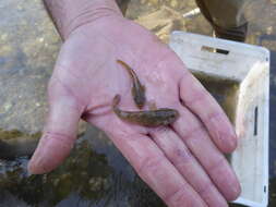 Image of Common goby