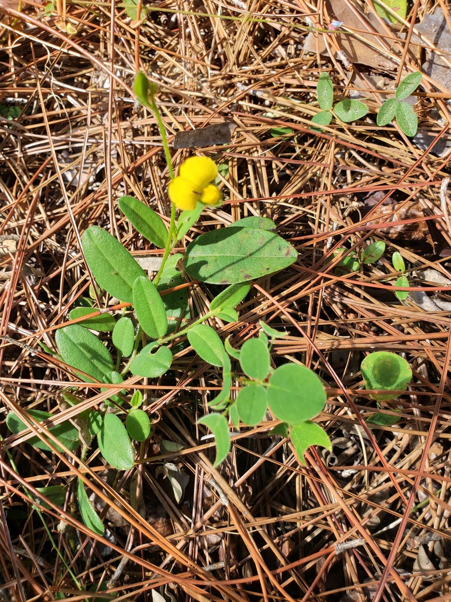 Image of Rabbitbells