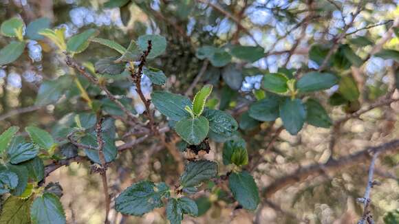 Image of woolyleaf ceanothus