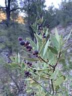 Forestiera pubescens var. pubescens resmi