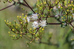 Image of Erechtites picridioides Turcz.