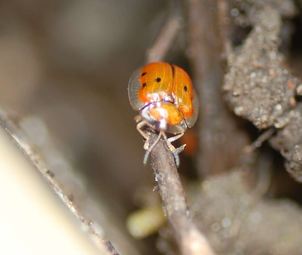 Imagem de Charidotella (Charidotella) sexpunctata (Fabricius 1781)