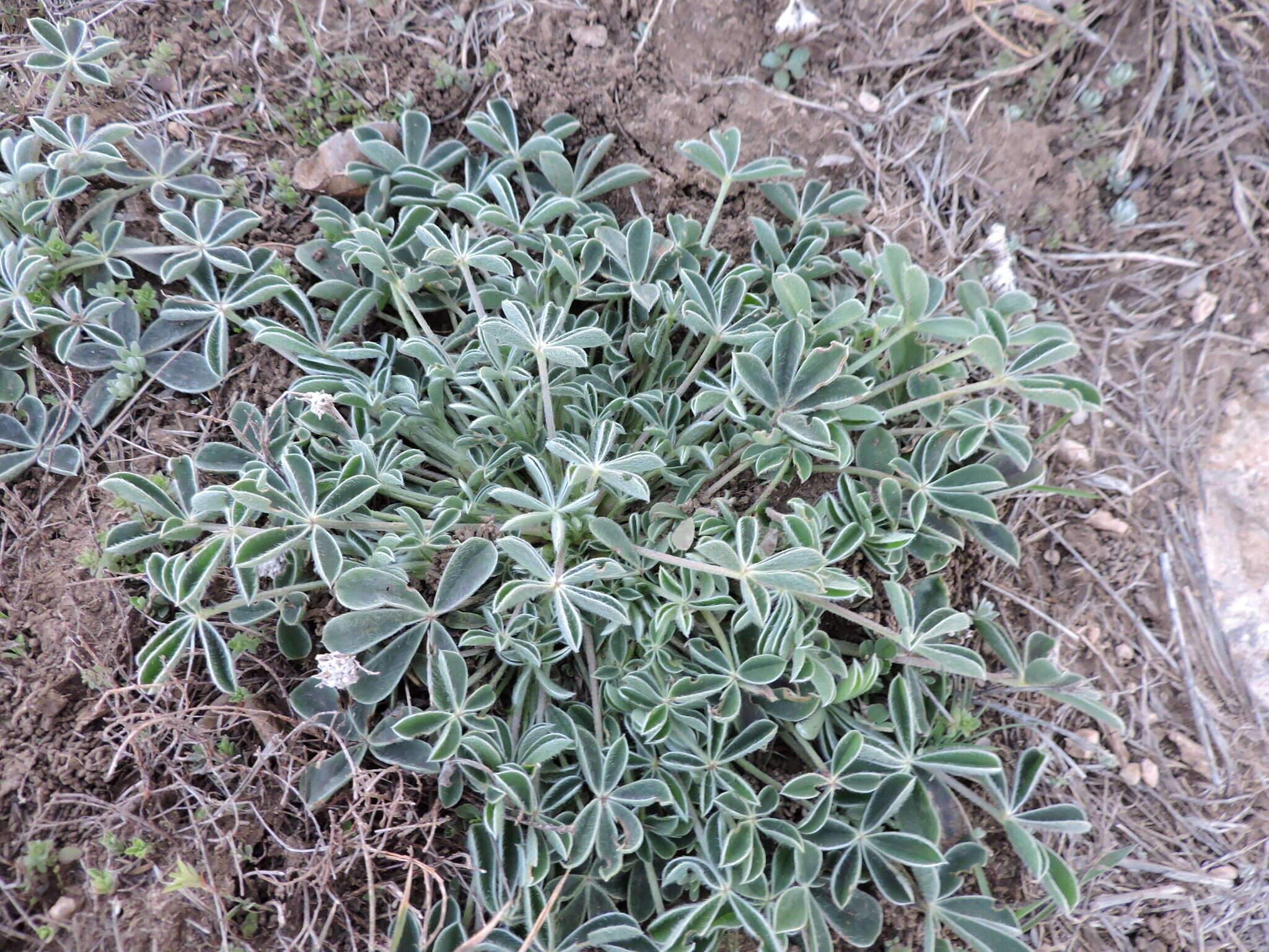 Image of Texas lupine