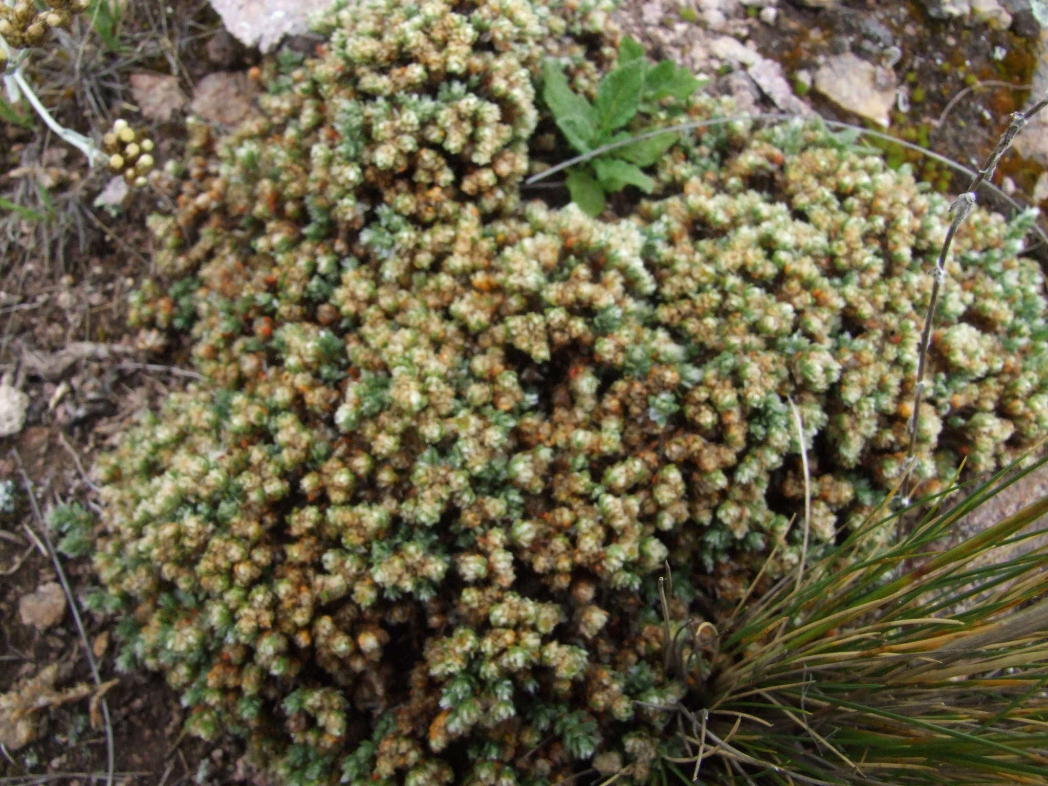 Image of Paronychia andina A. Gray