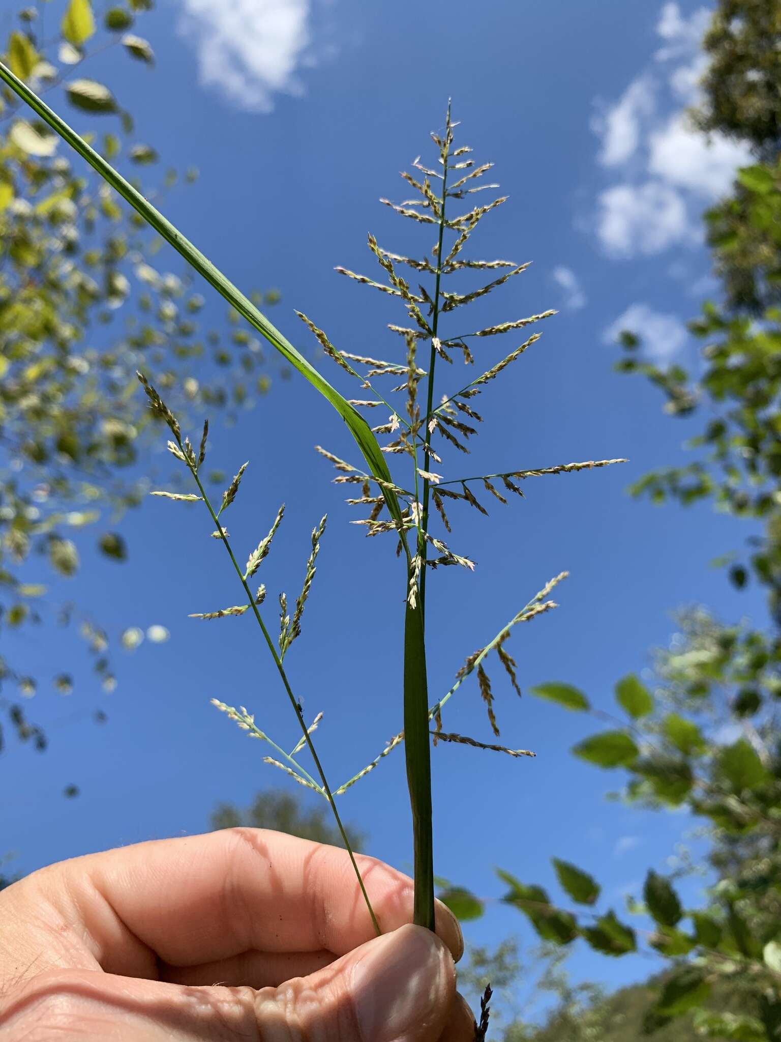 Слика од Coleataenia rigidula (Bosc ex Nees) Le Blond