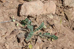 Image of Paradox milkvetch