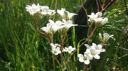 Plancia ëd Saxifraga granulata L.