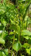 Image of Choriso Bog Orchid