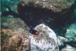 Image of Achilles Tang