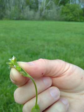 Image of Cerastium tenoreanum Ser.