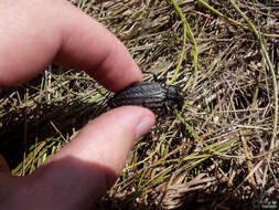 Imagem de Carabus (Limnocarabus) clatratus auraniensis G. Müller 1903