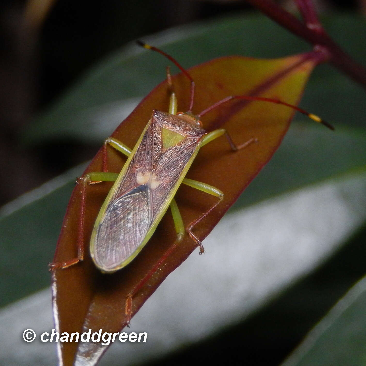 Image of Homoeocerus (Anacanthocoris) rubromaculatus (Hsiao 1963)