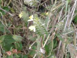 Image of hairy fournwort