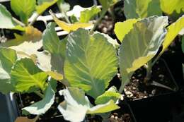 Image of garden lettuce