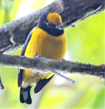 Euphonia minuta Cabanis 1849的圖片