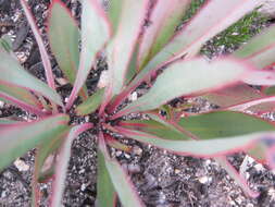 Image of Protea vogtsiae Rourke