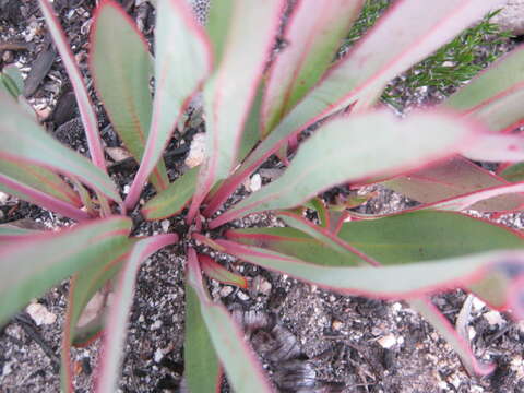 Image of Protea vogtsiae Rourke