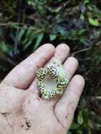 Sivun Kohleria tigridia (Ohlend.) Roalson & Boggan kuva