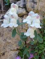 Image de Antirrhinum sempervirens Lapeyr.