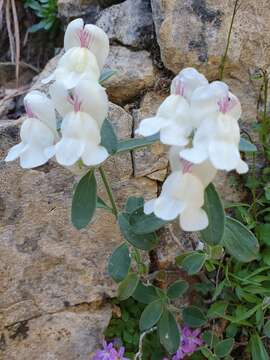 Image of Antirrhinum sempervirens Lapeyr.