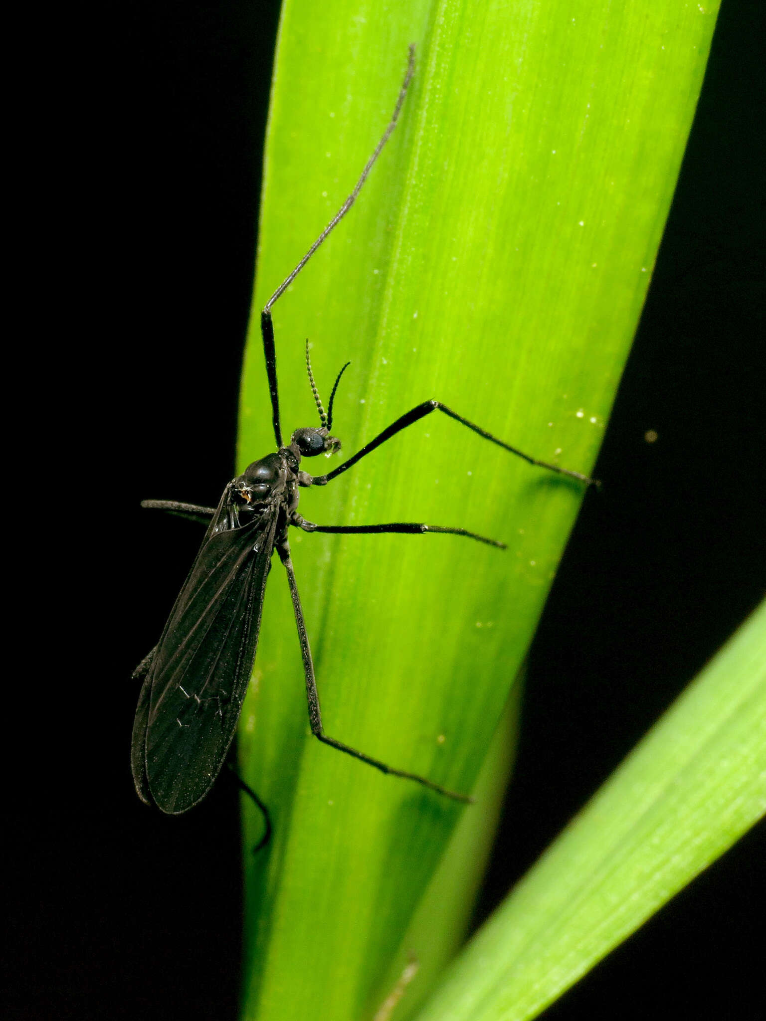 Eugnophomyia luctuosa (Osten Sacken 1860) resmi