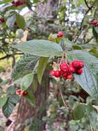 Image of hollyberry cotoneaster