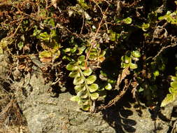 Image of Asplenium marinum L.