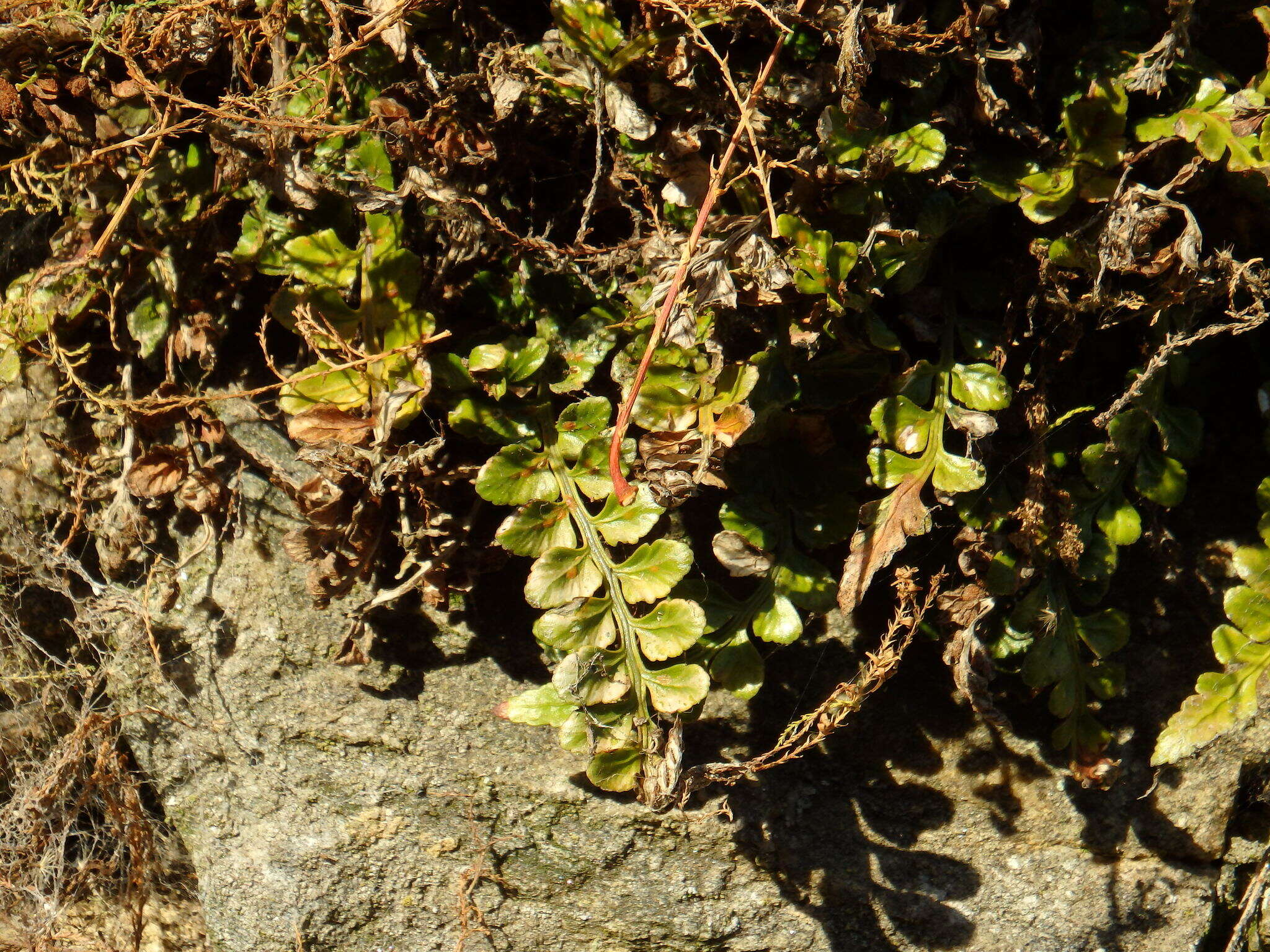 Image de Doradille marine