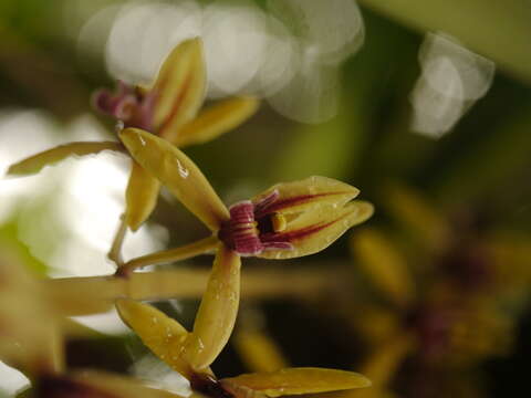 Imagem de Cymbidium aloifolium (L.) Sw.