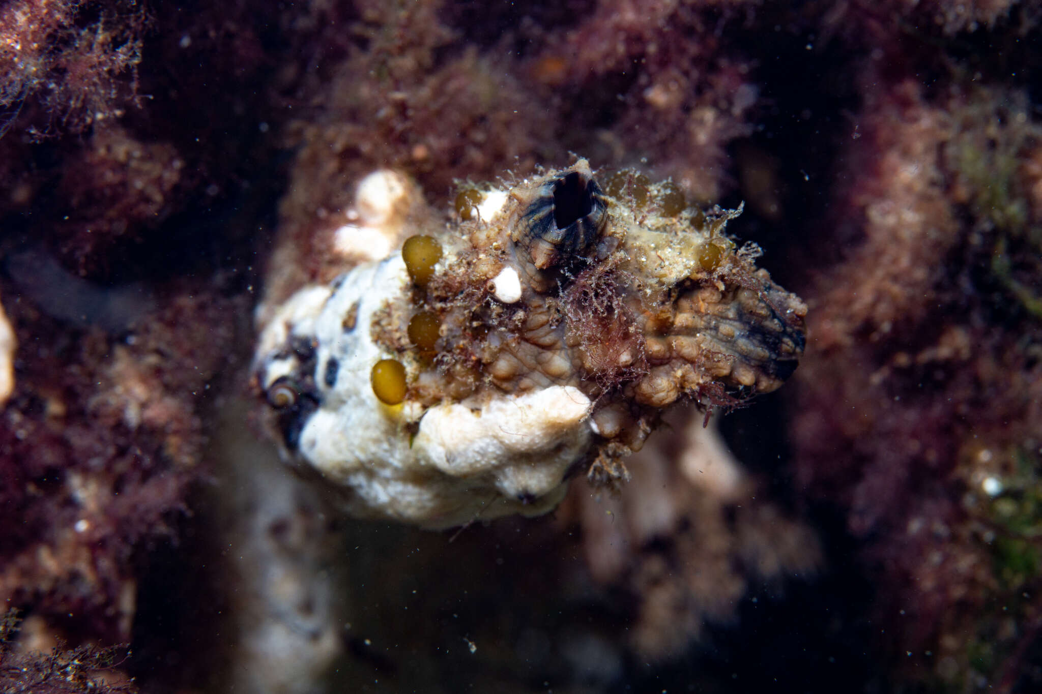 Image of Ascidian