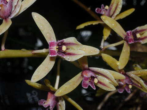 Image de Cymbidium aloifolium (L.) Sw.