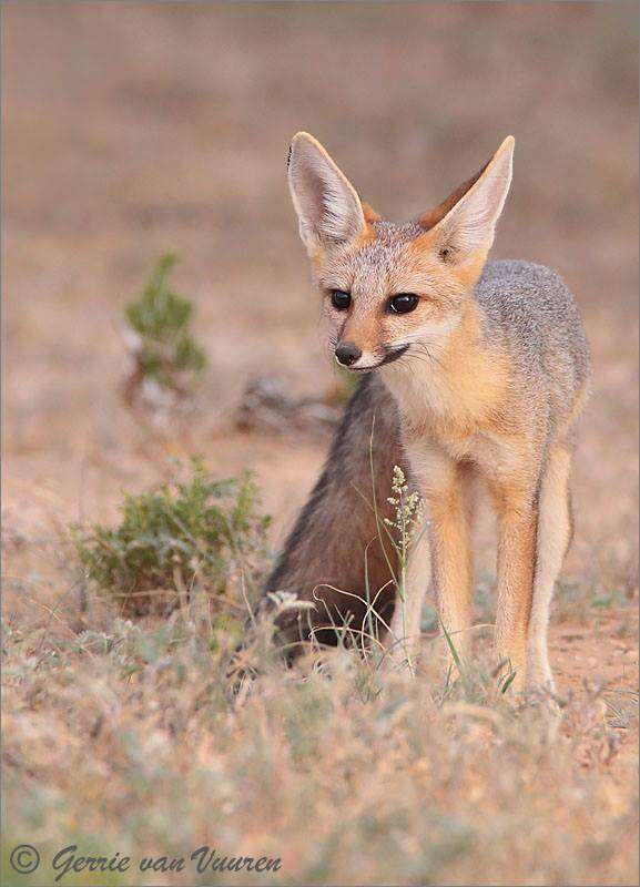 Слика од Vulpes chama (A. Smith 1833)