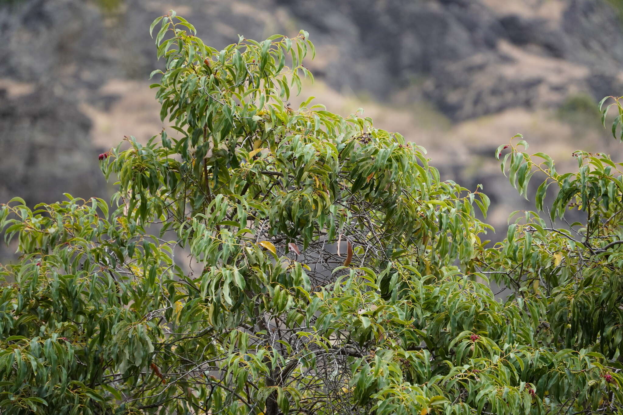 Image of Agarista salicifolia (Lam.) G. Don