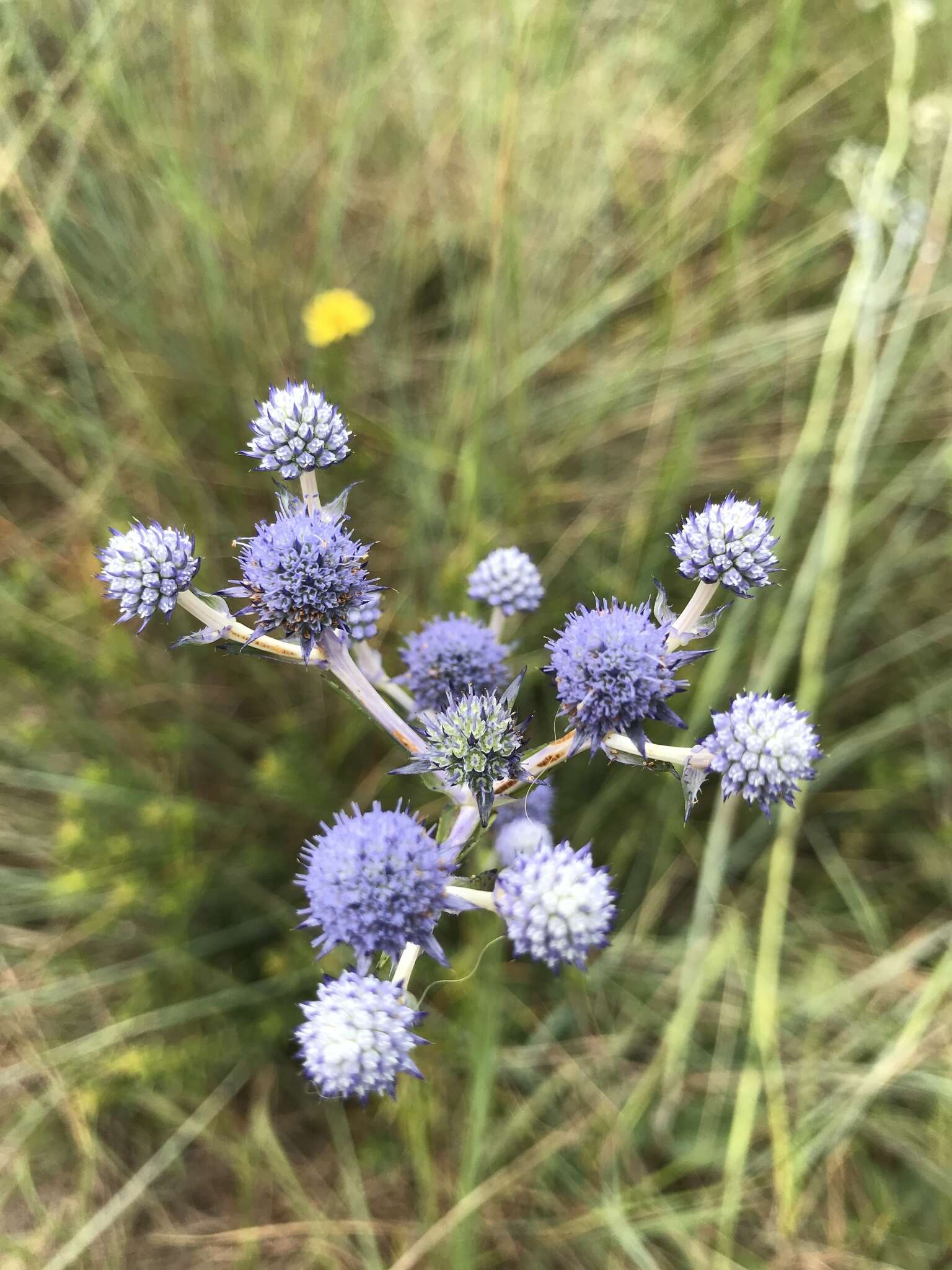 صورة Eryngium junceum Cham. & Schltdl.