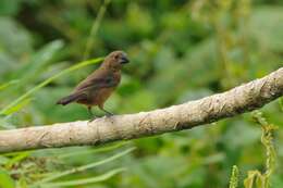 Image of Chestnut-bellied Seed Finch