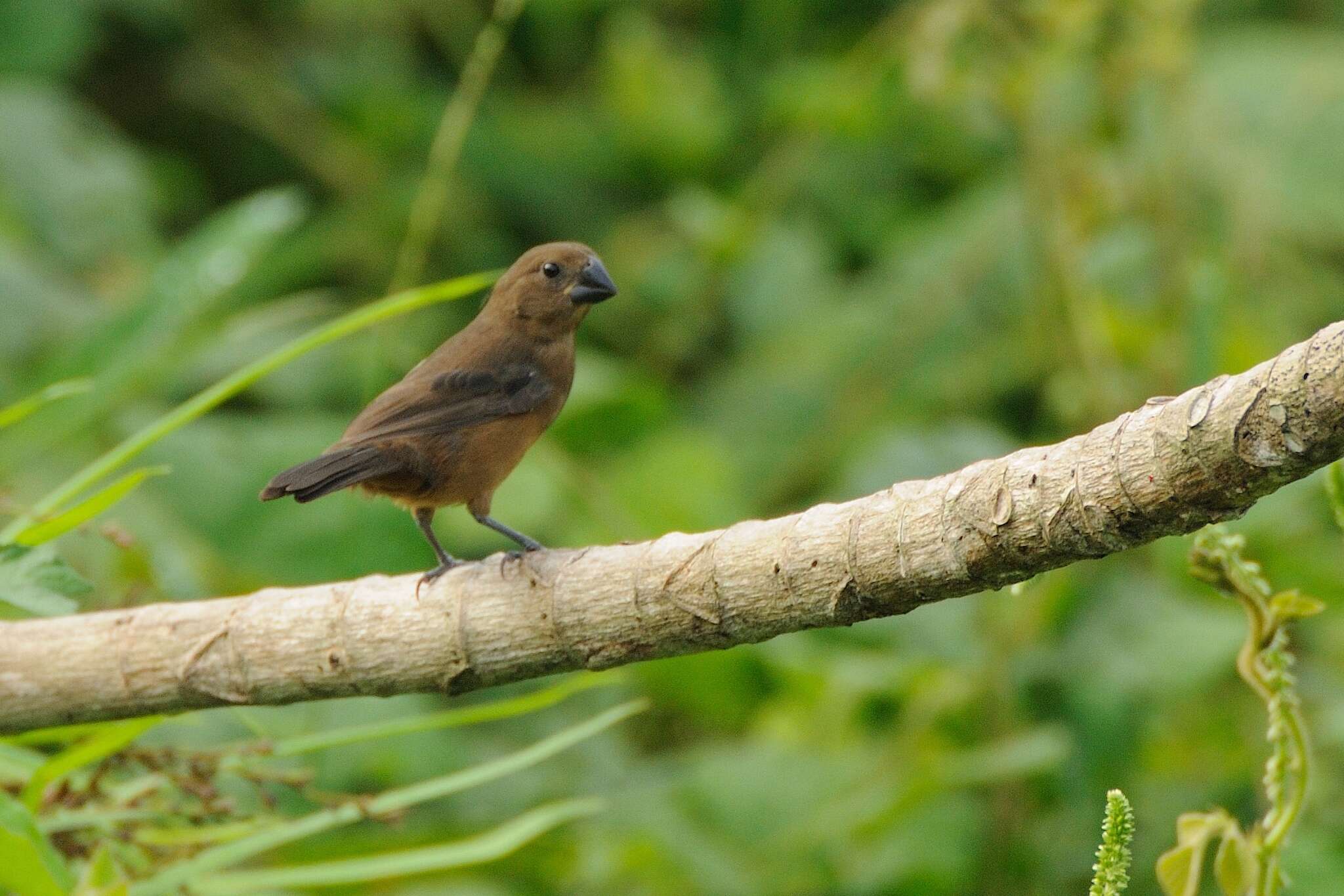 Image of Chestnut-bellied Seed Finch