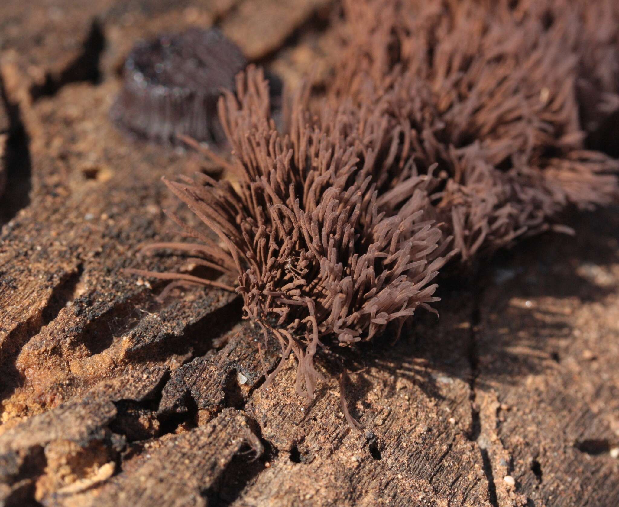 Image of Stemonitis splendens