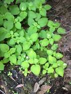 Image of Alpine enchanter’s-nightshade