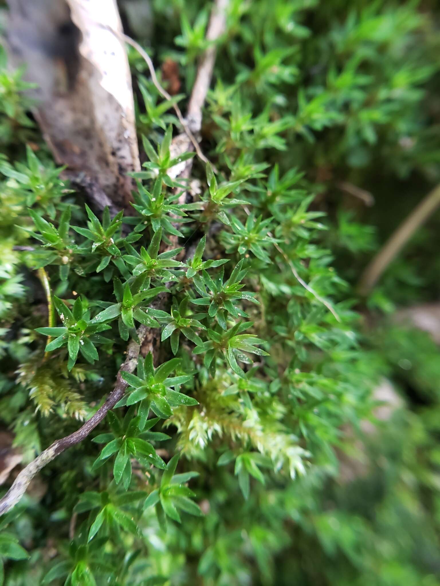 Image of Pogonatum subulatum Bridel 1827