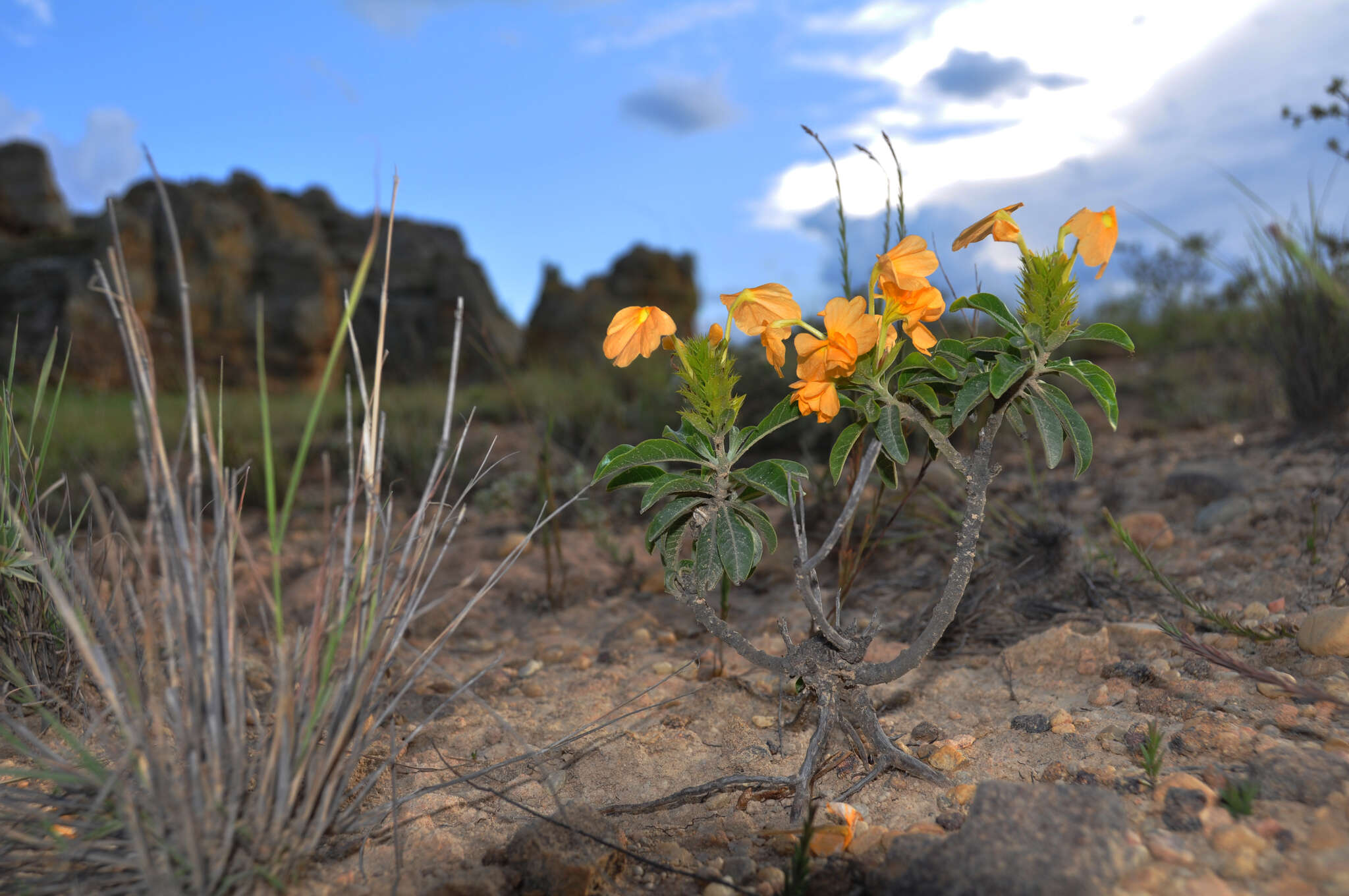 Image of Crossandra isaloensis K. Vollesen