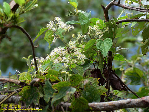 Imagem de Clematis grata Wall.