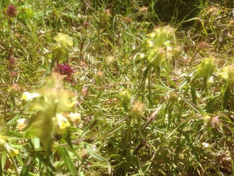 Image of Crested Cow-wheat