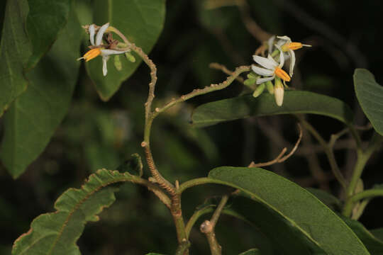 Solanum donianum Walp.的圖片