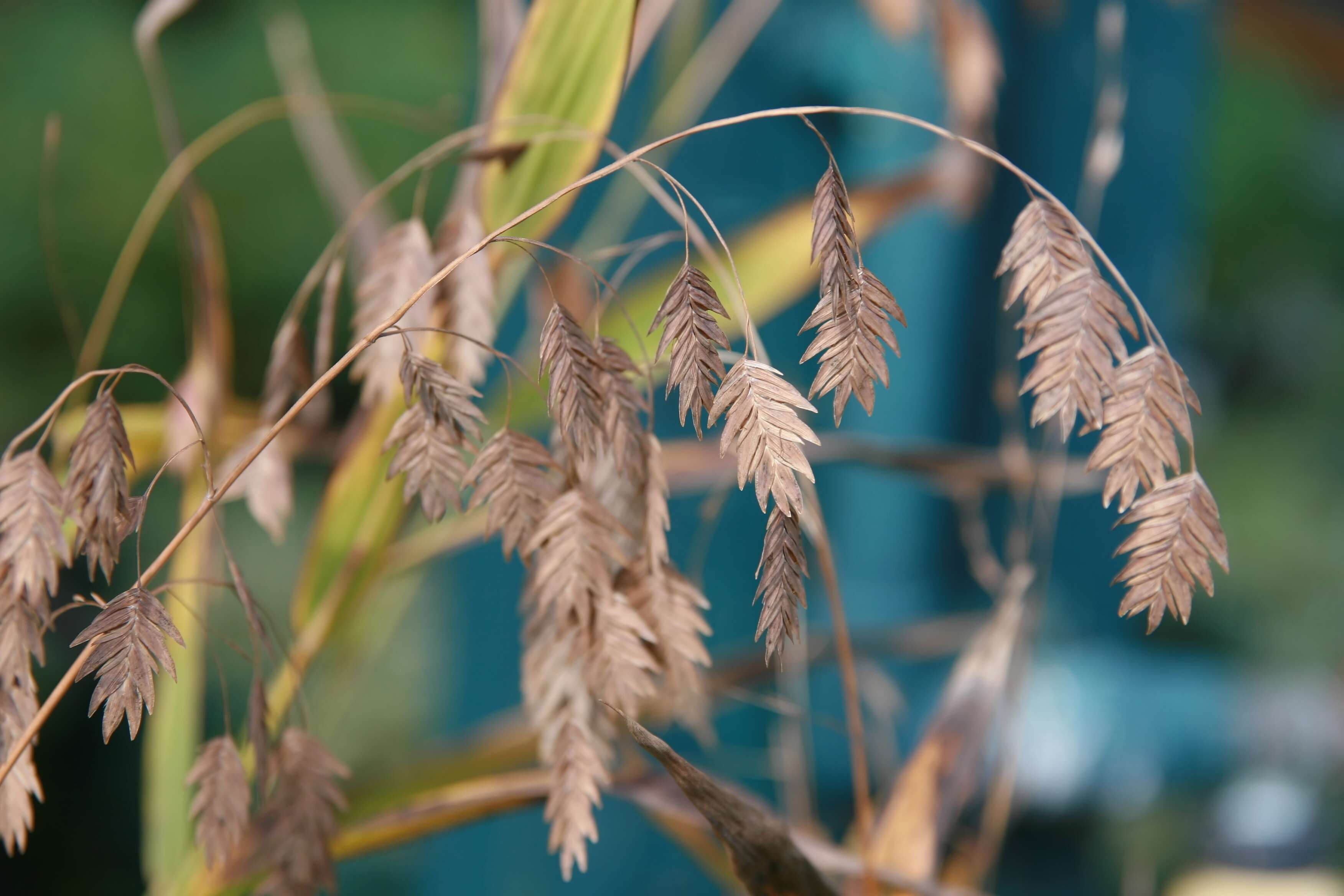 Image of Indian woodoats