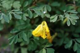 Image of yellow corydalis