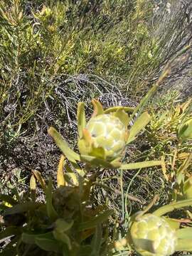 Image of Leucadendron lanigerum Buek ex Meissn.