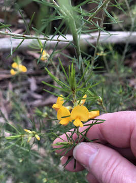 Image of Pultenaea weindorferi Reader